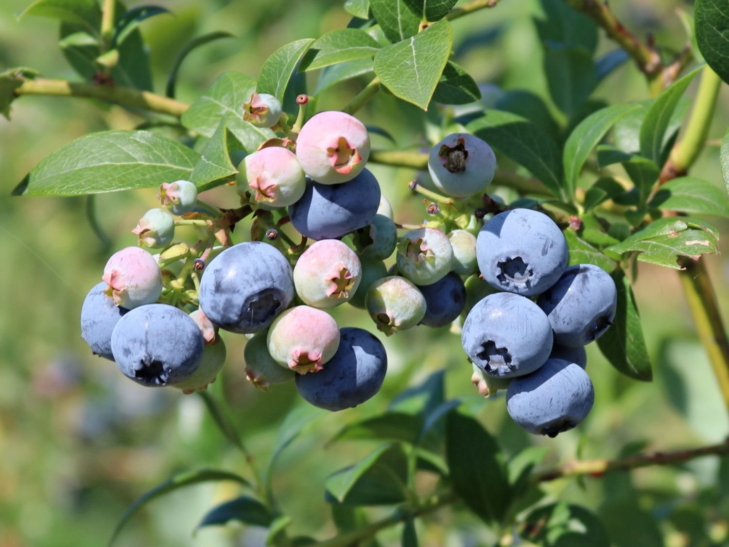 Vaccinium corymbosum ‘Spartan‘ (Šilauogė aukštoji)