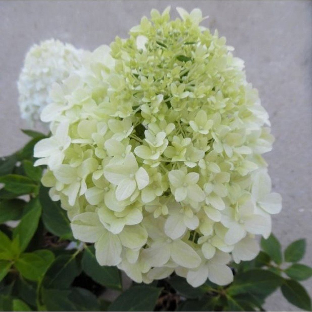 Hydrangea paniculata ‘Little Spooky‘ (Hortenzija šluotelinė)