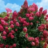 Hydrangea paniculata 'Mega Mindy' (Hortenzija šluotelinė)