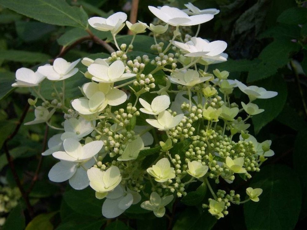 Hydrangea paniculata ‘Unique‘ (Hortenzija šluotelinė)