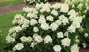 Hydrangea paniculata ‘Baby Lace‘ (Hortenzija šluotelinė)