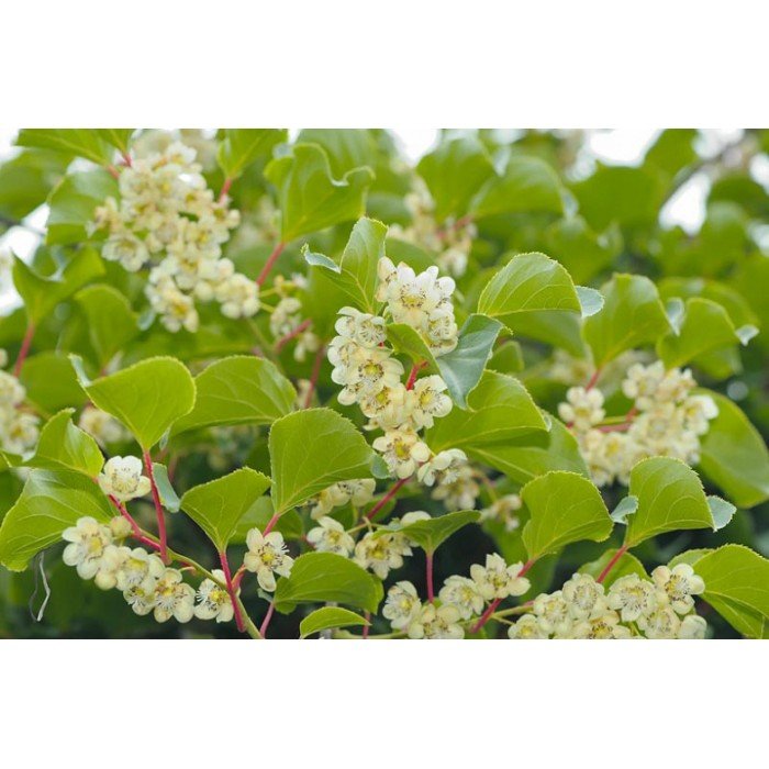 Actinidia arguta ‘Weiki‘ (Aktinidija smailialapė) mot.