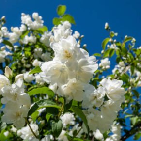 Philadelphus ‘Girandole‘ (Jazminas)