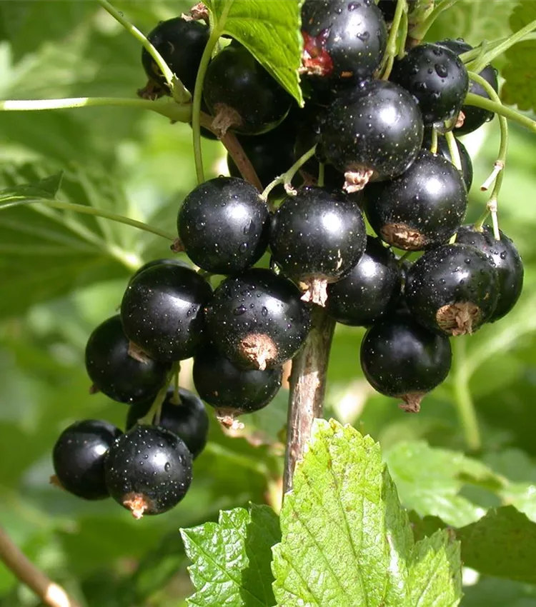 Ribes nigrum ‘Tiben‘ (Serbentas juodasis)