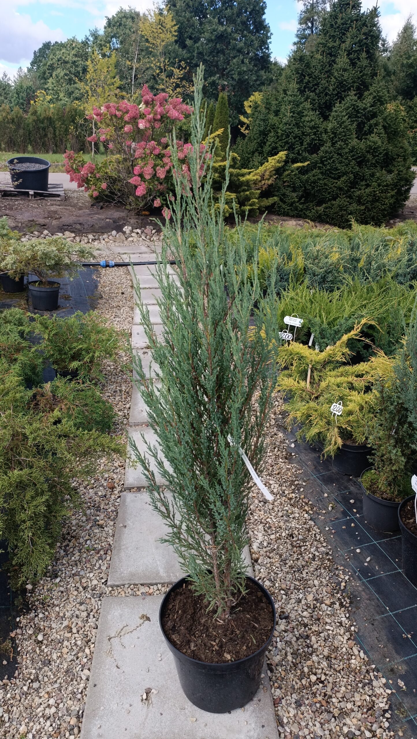 Juniperus scopulorum ‘Blue Arrow‘ (Kadagys uolinis)