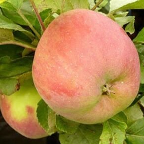 Malus domestica ‘Kanadietiška’ (Obelis naminė)