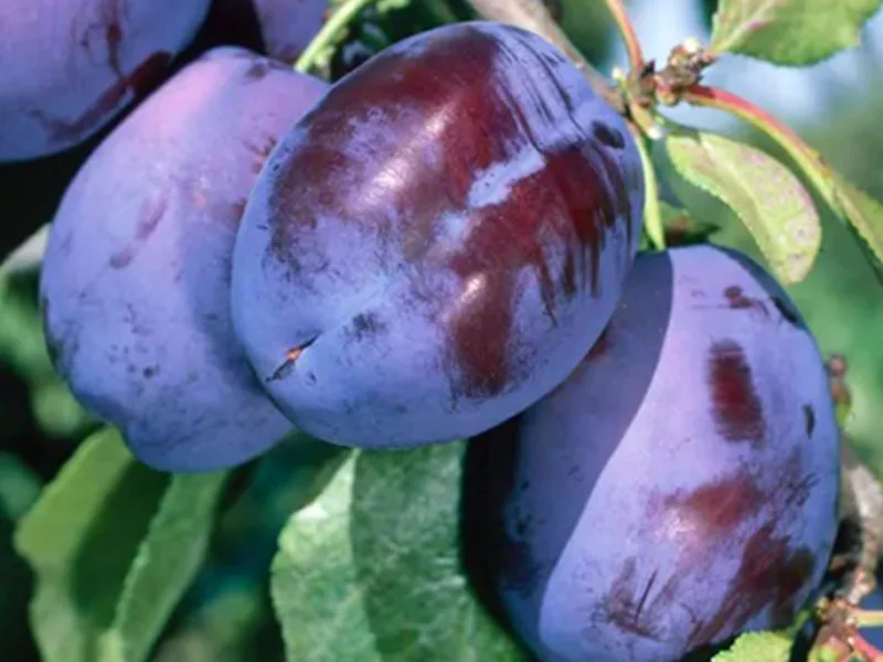 Prunus domestica ‘Imperial (Slyva naminė)