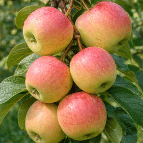 Malus domestica ‘Konfetnaja’ (Obelis naminė)
