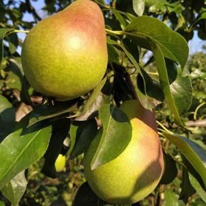 Pyrus communis ‘Vasarinė Sviestinė‘ (Kriaušė paprastoji)