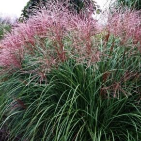 Miscanthus sinensis ‘Krater’ (miskantas kininis)