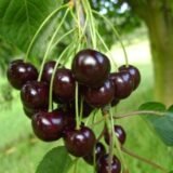 Prunus avium ‘Leningradskaja Čiornaja‘ (Trešnė paprastoji)