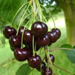 Prunus avium ‘Leningradskaja Čiornaja‘ (Trešnė paprastoji)