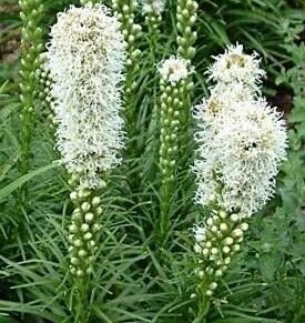 Liatris spicata ‘Alba’ (Liatris varpotasis)