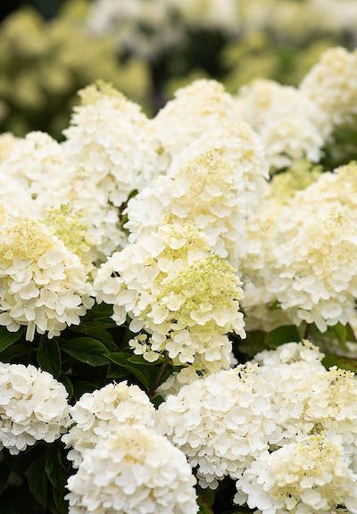 Hydrangea paniculata ‘Living Summer Snow‘ (Hortenzija šluotelinė)