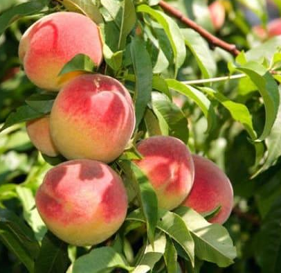 Prunus persica ‘Maira‘ (Persikas)