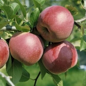 Malus domestica ‘Florina’  (Obelis naminė)