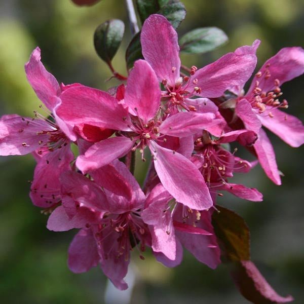 Malus ‘Royal Beauty‘ (Obelis)
