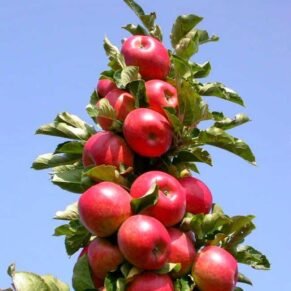 Malus domestica ‘Inese’ (Obelis naminė)