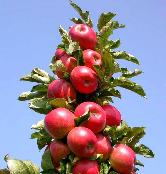 Malus domestica ‘Inese’ (Obelis naminė)