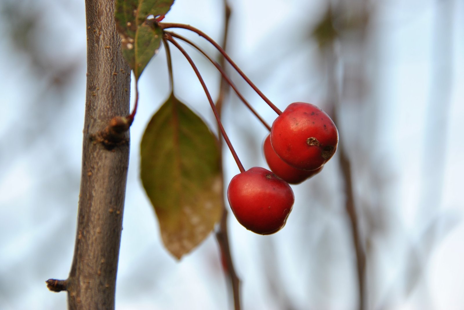 Malus ‘Mokum ‘ (Obelis)