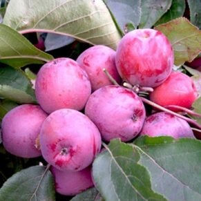 Malus domestica ‘Kordona’ (Obelis naminė)