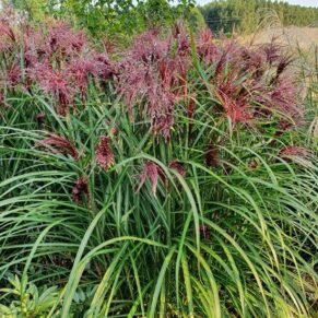 Miscanthus sinensis ‘Boucle’ PBR (miskantas kininis)