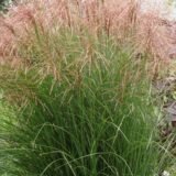Miscanthus sinensis ‘Desert Gold‘ (Miskantas kininis)