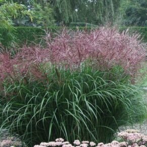 Miscanthus sinensis ‘Ferner Osten’ (miskantas kininis)
