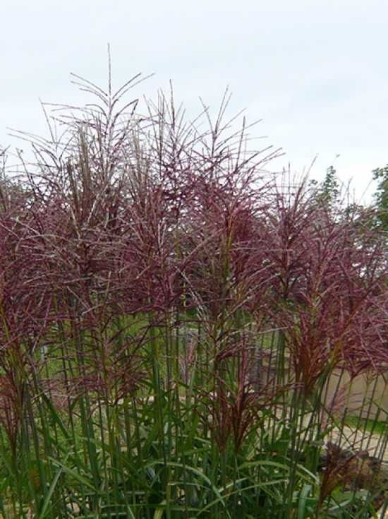 Miscanthus sinensis ‘Red Chief‘ (Miskantas kininis)