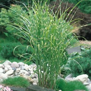 Miscanthus sinensis ‘Zebrinus’ (Miskantas kininis)