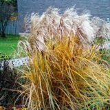 Miscanthus sinensis ‘Huron Sunrise‘ (Miskantas kininis)