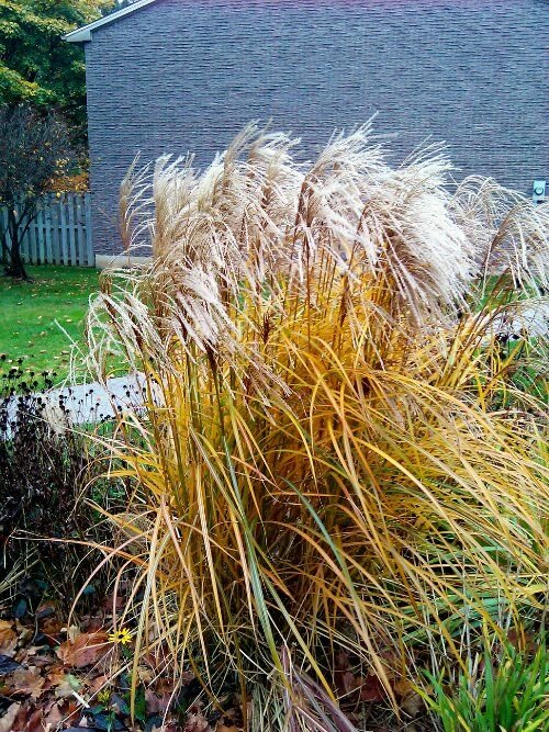 Miscanthus sinensis ‘Huron Sunrise‘ (Miskantas kininis)