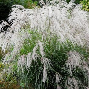Miscanthus sinensis ‘Silver Charm’ (Miskantas kininis)