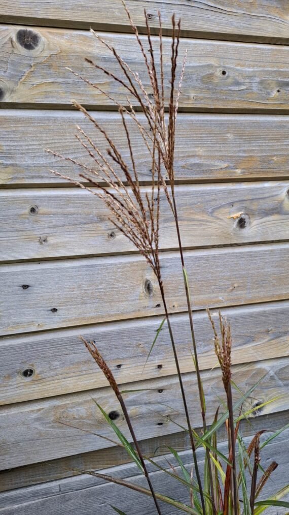 Miscanthus sinensis ‘Dronning Ingrid‘ (Miskantas kininis)
