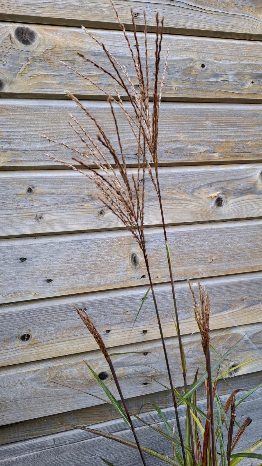 Miscanthus sinensis ‘Dronning Ingrid‘ (Miskantas kininis)