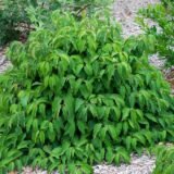 Cornus sericea ‘Kelseyi‘ (Sedula palaipinė)