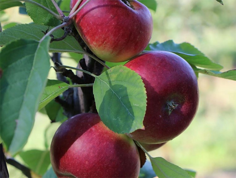Malus domestica ‘Duet’ (Obelis naminė)