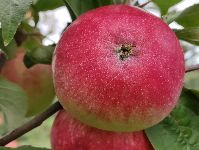 Malus domestica ‘Kičinos’ (Obelis naminė)