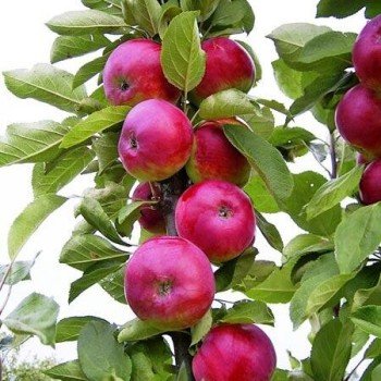 Malus domestica ‘Džin’ (Obelis naminė)