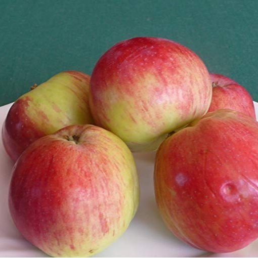 Malus domestica ‘Ciepa’ (Obelis naminė)