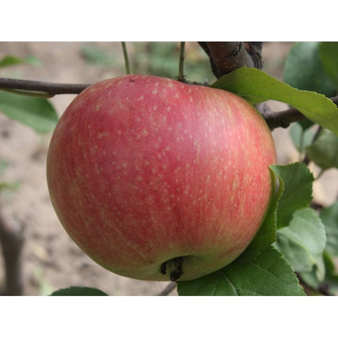 Malus domestica ‘Mango’ (Obelis naminė)