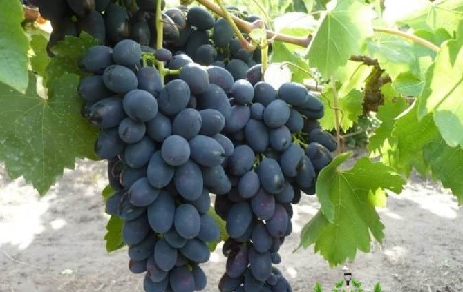 Vitis vinifera ‘Nadiezda Azos’ (Vynmedis tikrasis)