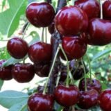 Prunus avium ‘Ovstuženka‘ (Trešnė paprastoji)