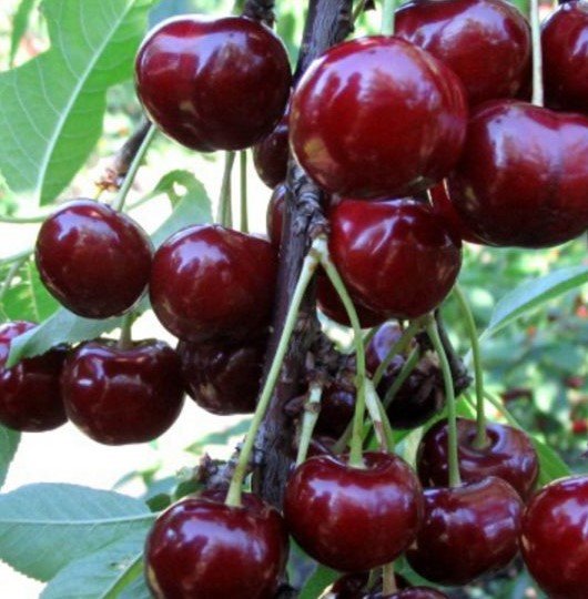 Prunus avium ‘Ovstuženka‘ (Trešnė paprastoji)