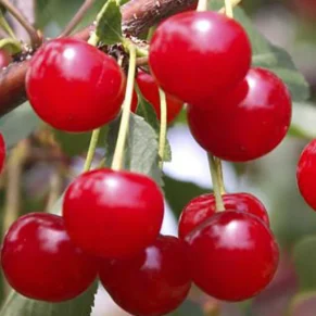 Prunus cerasus ‘Pándy’ (Vyšnia paprastoji)