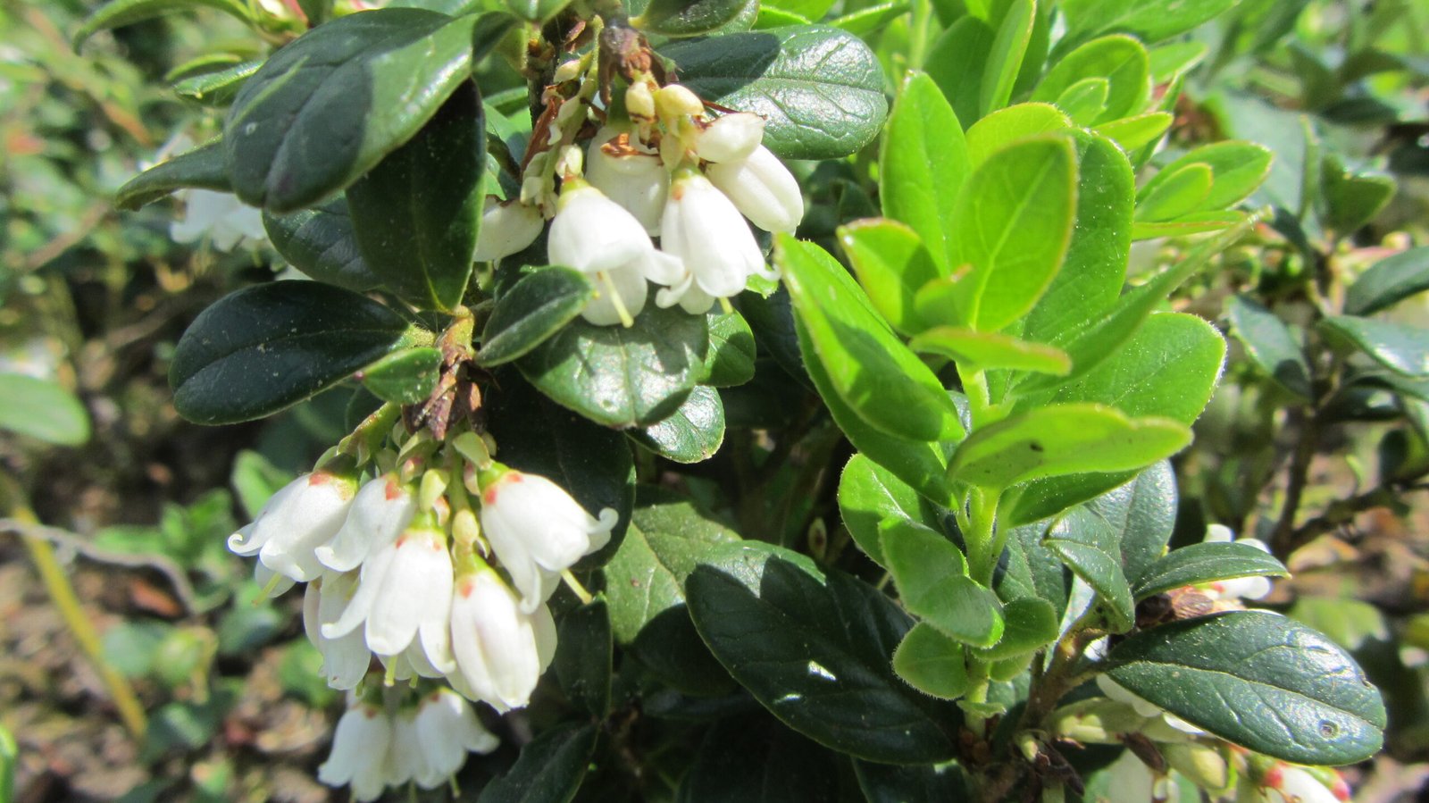 Vaccinium vitis-idaea ‘Runo Bielawskie‘ (Bruknė)