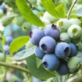 Vaccinium corymbosum ‘Patriot‘ (Šilauogė aukštoji)