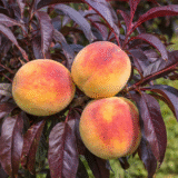 Prunus persica ‘Raudonlapis’ (Persikas)