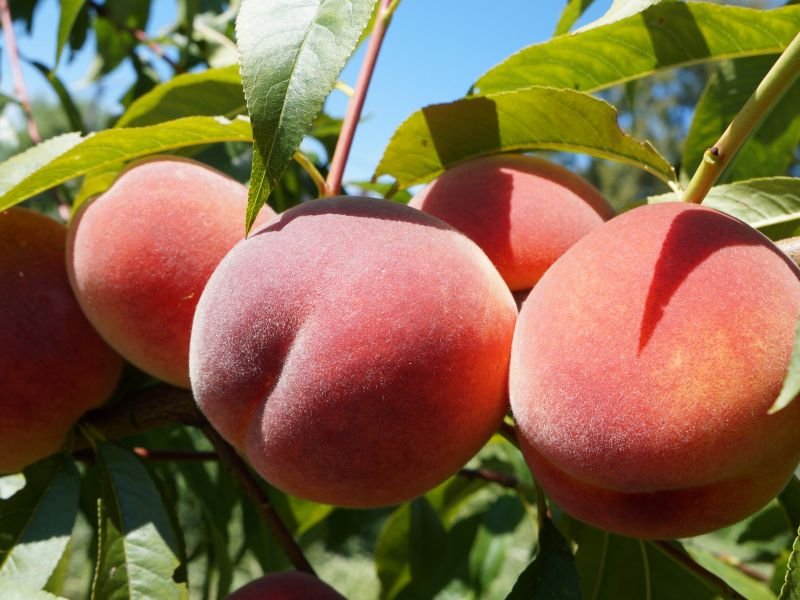 Prunus persica ‘Maira‘ (Persikas)