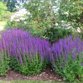 Salvia nemorosa ‘Ostfriesland‘ (Šalavijas gojinis)